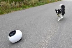 Flamingo Jouet Chien Elton Interactif Distributeur Automatique De Friandises+balles De Tennis 33x24x29cm -magasin d'aliments pour chiens 02aa38468598e63ce58c87dd484a5eb633240d07bb52fbc7bc270faa4d486951