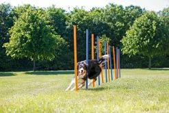 Trixie Slalom Fun Agility 9 Trixie Slalom Fun Agility -magasin d'aliments pour chiens 8f8fcf6360fcee24df3d31d33a61269ab612feda418ea3b8622252590ecdaf90