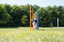 Trixie Slalom Fun Agility 8 Trixie Slalom Fun Agility -magasin d'aliments pour chiens bb55456ec35f6b09469109c025cb2b117c1a7e9435aae34b494b5f3304356ec8