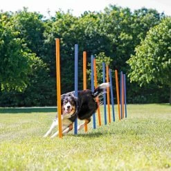 Trixie Slalom Fun Agility 7 Trixie Slalom Fun Agility -magasin d'aliments pour chiens c8ffba6fe2234f9a2ecbea207a5512fdab14d9c2e10fbfc25e52cf70efb4f2a8