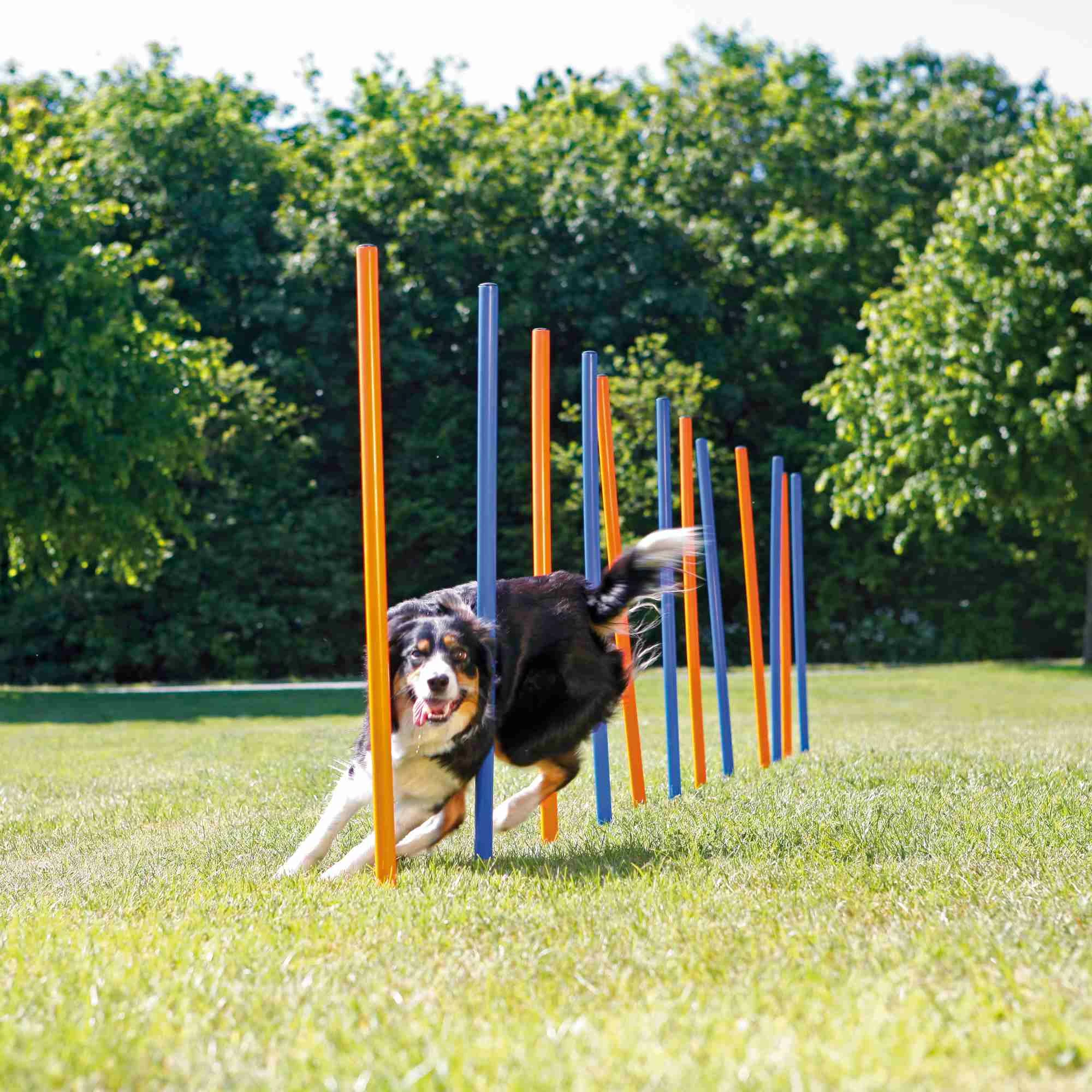 Trixie Slalom Fun Agility 3 Trixie Slalom Fun Agility – Image 3
