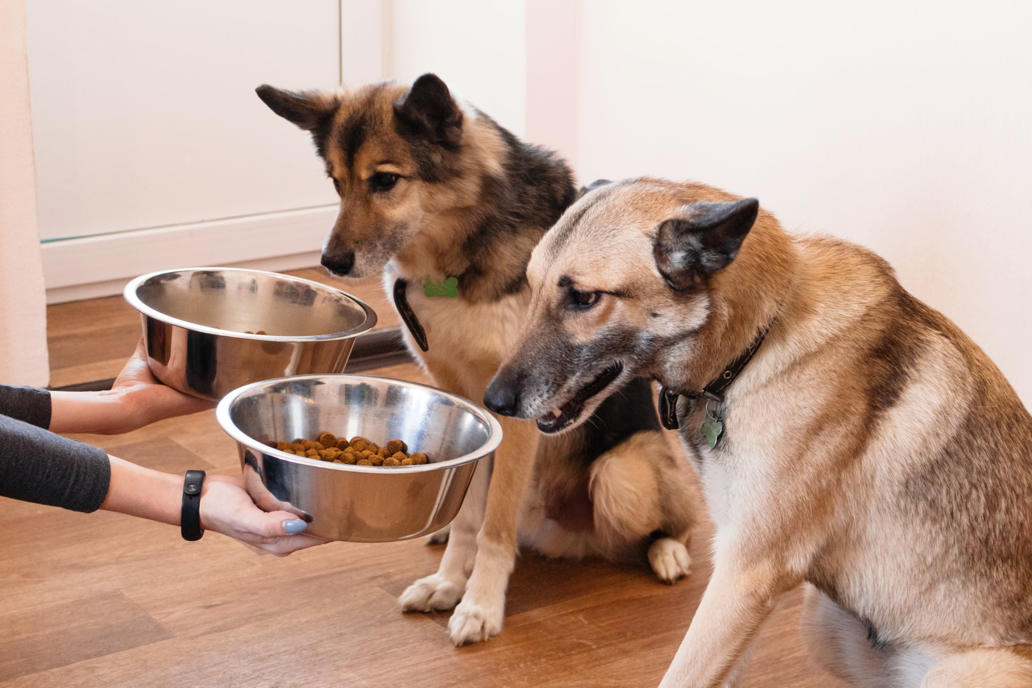magasin d'aliments pour chiens -magasin d'aliments pour chiens two hungry dogs are waiting for feeding the owner gives his dogs the bowls of granules t20 gR0eZk